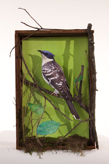 Great Spotted Cuckoo