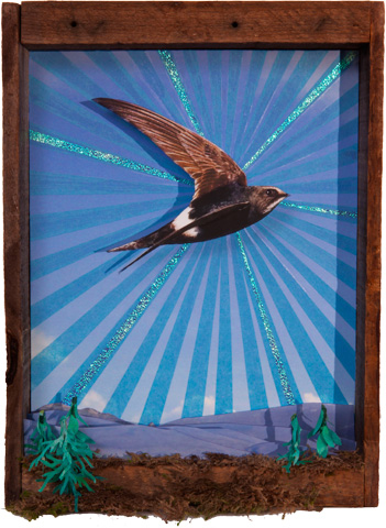 White Rumped Swift