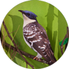 Great Spotted Cuckoo