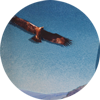 Spanish Imperial Eagle