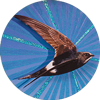 White Rumped Swift