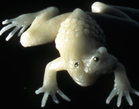 FROGS Installation