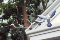 Hummingbird Mobile