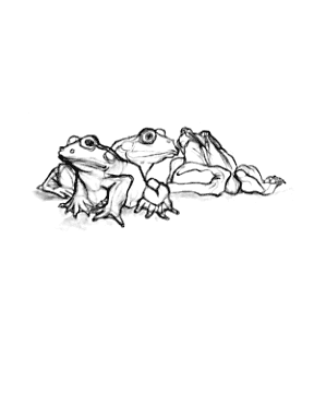 Frogs