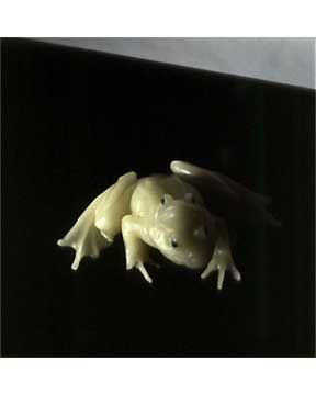 Frogs