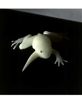 Frogs
