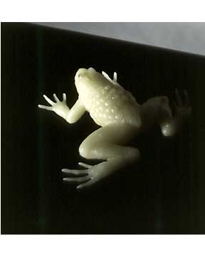 Frogs