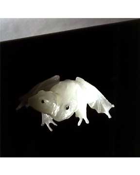 Frogs