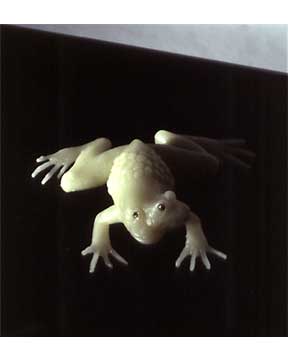 Frogs