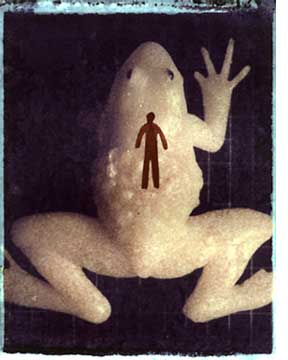 Frogs